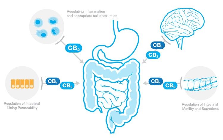 DOES CBD HELP WITH IRRITABLE BOWEL SYNDROME