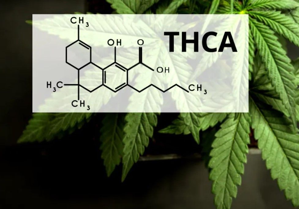THCa – what is THC acid and can it help me?
